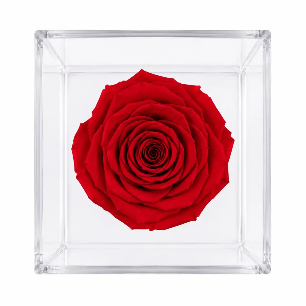 Rosa eterna preservada natural en varios colores guatemala