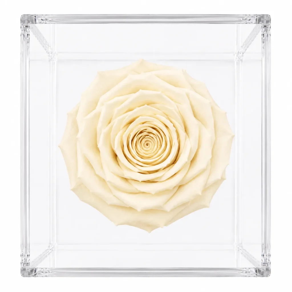 Rosa eterna preservada natural en varios colores guatemala